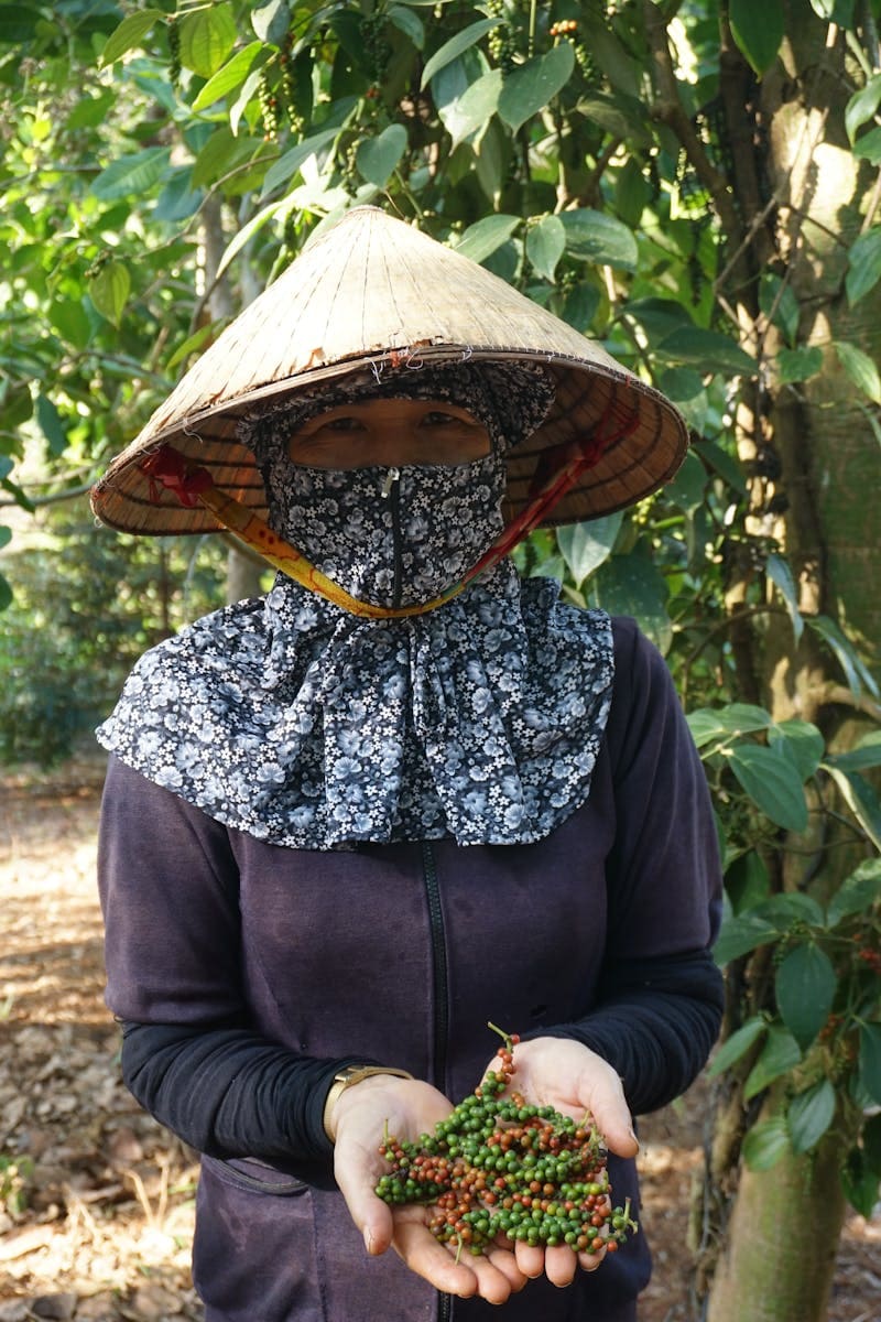 Plantations et vie agricole au Cambodge : rizières, poivrières et traditions rurales