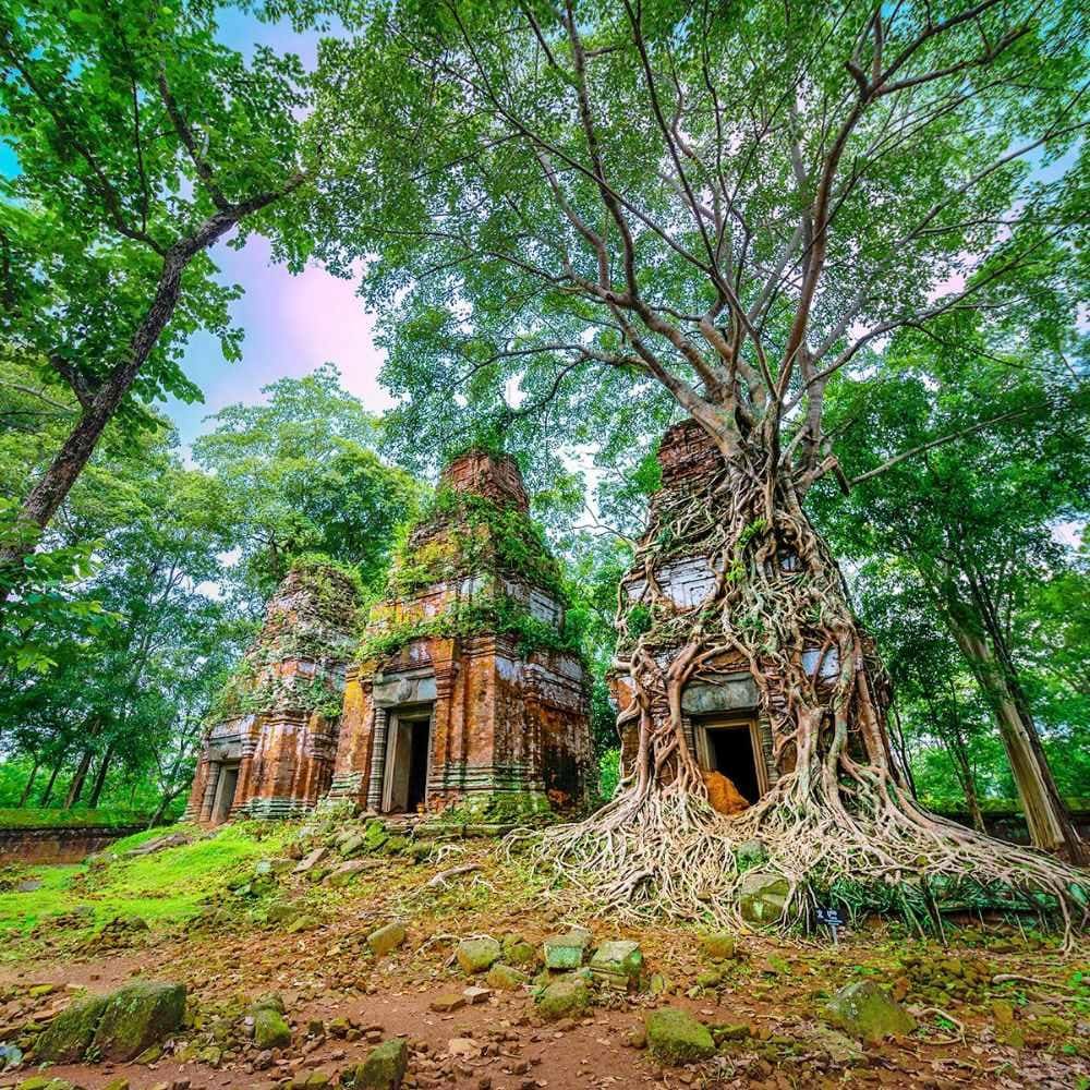 Entre Jungle et Pyramide photo 4