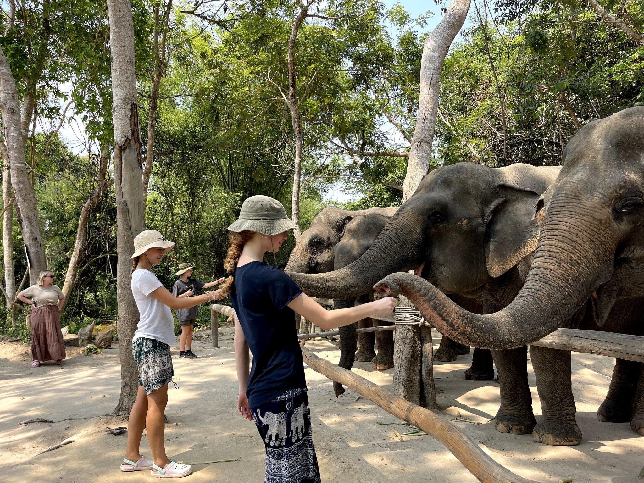 Elephant Home Sanctuary in Muang Thong Sayaboury Laos photo 4