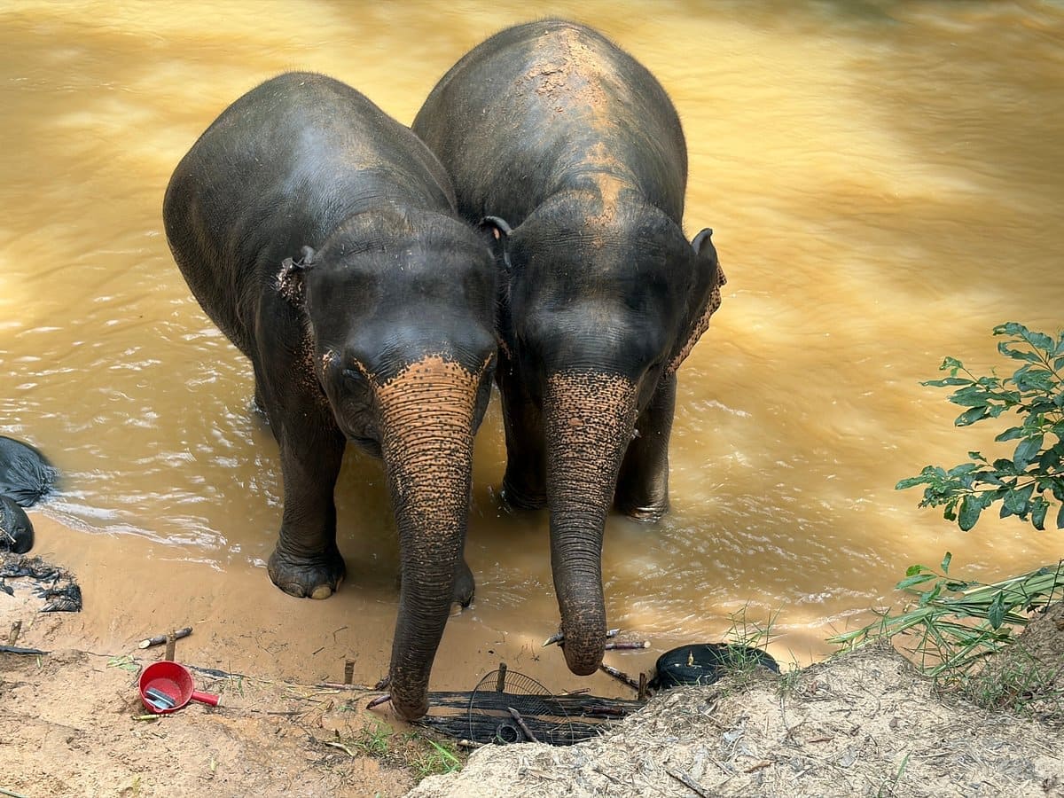 Elephant Home Sanctuary in Muang Thong Sayaboury Laos photo 9