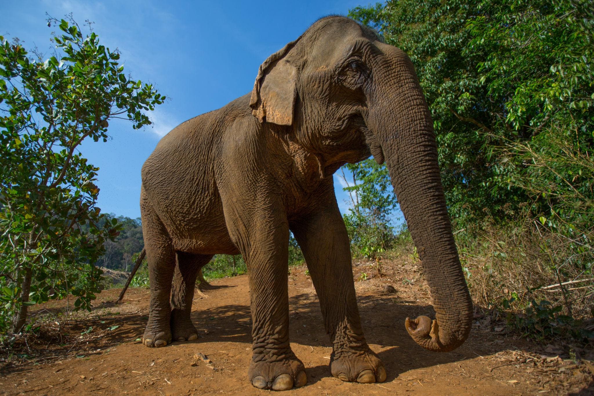 Elephant Home Sanctuary in Muang Thong Sayaboury Laos photo 7