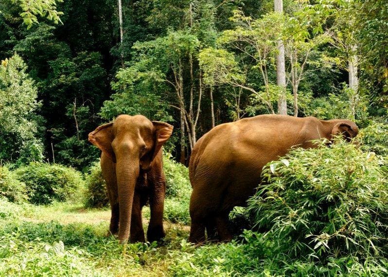 20 Jours Phnom Penh - Mondulkiri - Kratié - Preah Vihear - Siem Reap - Battambang - Kampot - Kep - Koh Rong photo 4