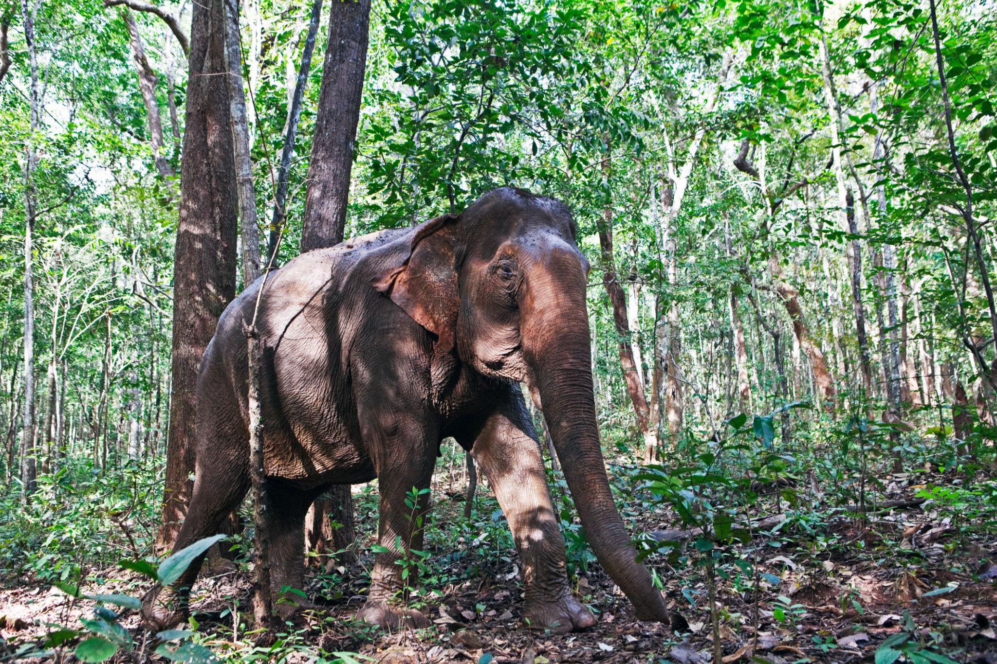 Elephant Home Sanctuary in Muang Thong Sayaboury Laos photo 8