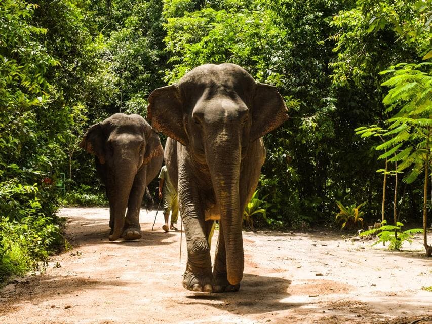 Elephant Home Sanctuary in Muang Thong Sayaboury Laos photo 6